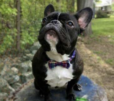 Bowties For Pets